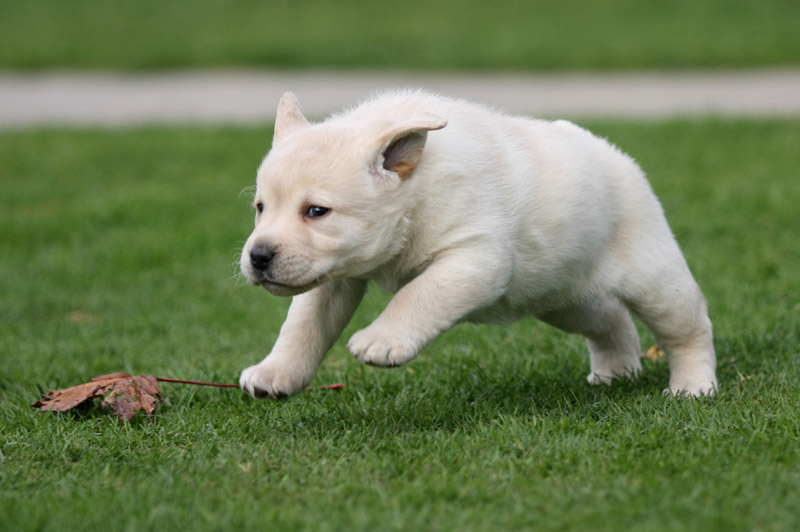 (Labrador pups)