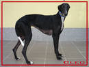 Freundliche Galga Cleo sucht Familie