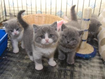 Steiermark gratis baby katzen Katzenbabys kaufen