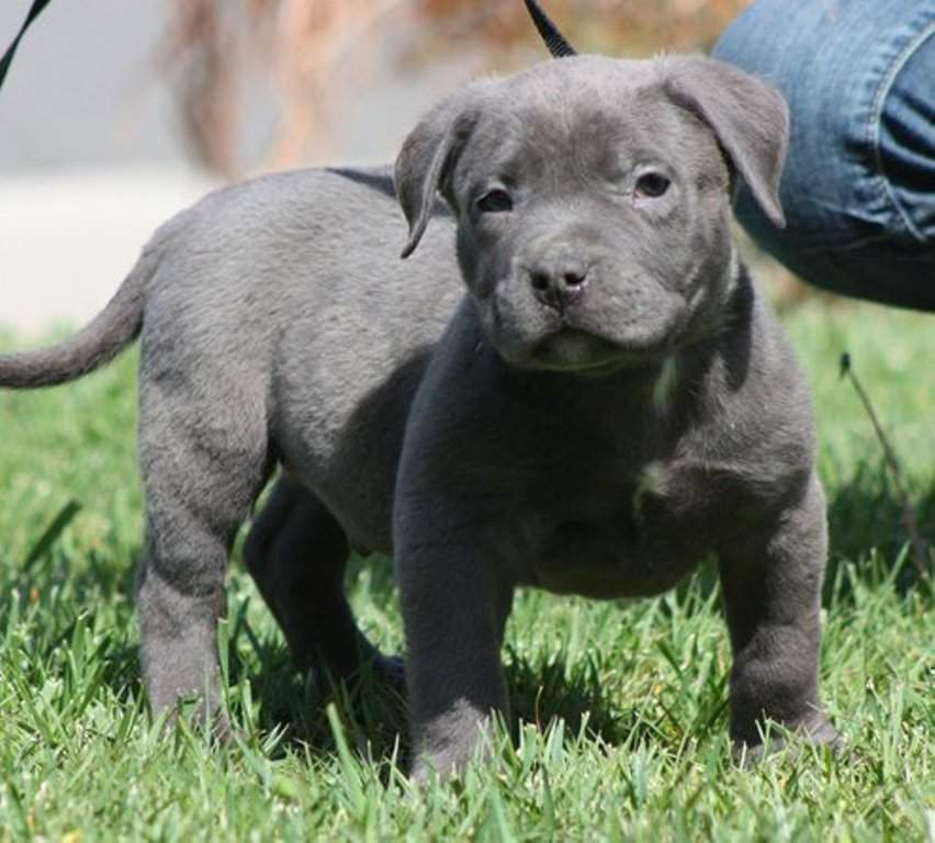 Rote und BlaueNase American PitbullRüden und Hündinnen