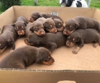 8 braune Dobermannwelpen