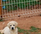  Labrador Retriever Züchter in Österreich