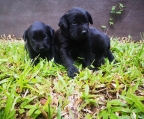 Labrador Retriever-Welpen für Reservierungen registriert. Schwarze