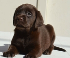 chocolate Labrador Retriever Welpen