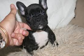 Französisch Bulldogge Welpen.