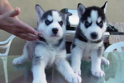 Siberian Husky Welpen abzugeben Blaue Augen<