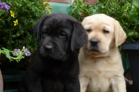 Labrador-Retriever-Welpen