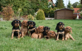 avalier-King-Charles-Spaniel-Welpen