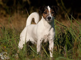 Parson-Russell-Terrier-Welpen