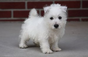 12 Wochen alte Männchen und Weibchen West Highland Terrier Welpen zu verkaufen