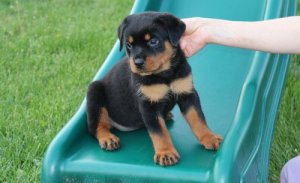 Rottweiler Welpen bereit