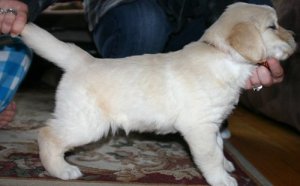 Golden Retriever Welpen zu verkaufen