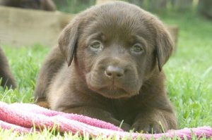 Chocolate Labrador Welpen