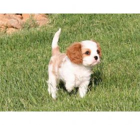 Stammbaum Cavalier King Charles Welpen zu verkaufen