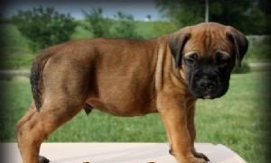 Adorable Bull Mastiff Welpen