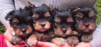 Yorkshire Terrier Welpen Wunderschöne Farben