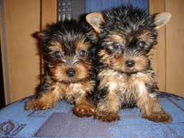  Spalt Biewer Yorkshire Terrier Welpe Hündin m. Papiere