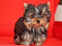 Golddust Yorkshire Terrier Welpen - Buben  