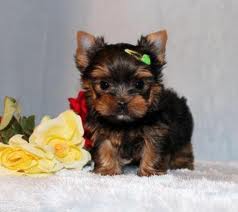 Biewer Yorkshire - Terrier Welpen