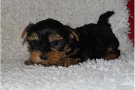 Yorkshire Terrier Welpen m.P.