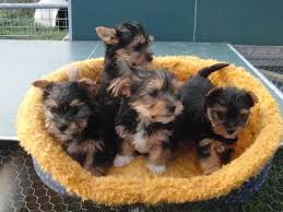  Süsser Yorkshire Terrier Welpe  