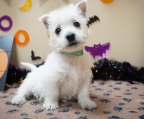 West Highland White Terrier und gerade eine Mama bekommen