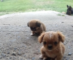 Pekinese-Babys wurden geboren ... 3 Jungen und ein Mädchen