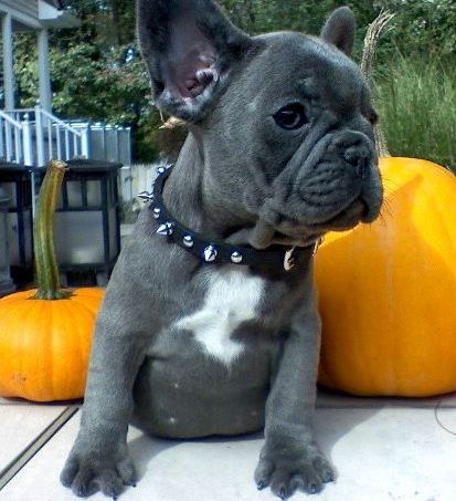 Französische Bulldogge Welpen mit papieren.