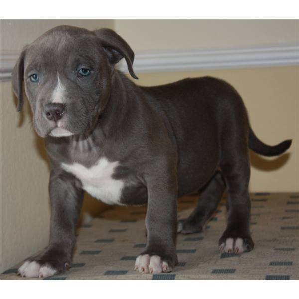 American-Pitbull-Blue-Line-Welpen