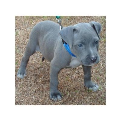 Reinrassige American Pit Bull Welpen