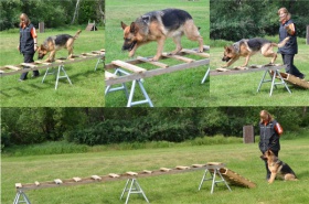 Deutscher-Schäferhund-Welpen