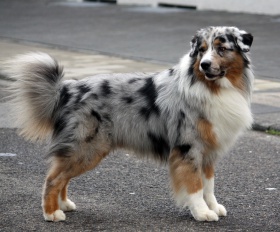 Australian-Shepherd-Deckrüde