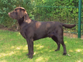 Labrador-Retriever-Deckrüde