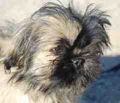 Shih-Tzu-Welpen