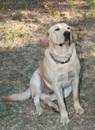 Reinrassiger Labrador Retriever mit Stammbaum