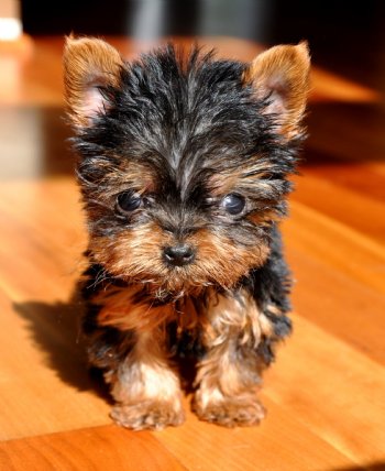 Reinrassige Yorkshire Terrier (Yorkie) Welpen zu verkaufen