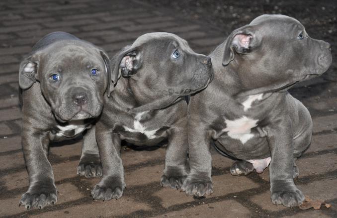  Blueline pitbull Welpen