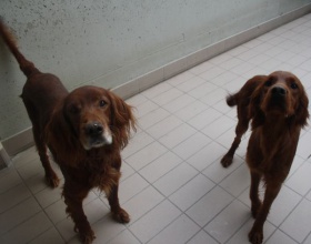 Irish-Red-Setter-Rüde