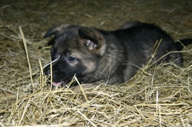 Deutscher-Schäferhund-