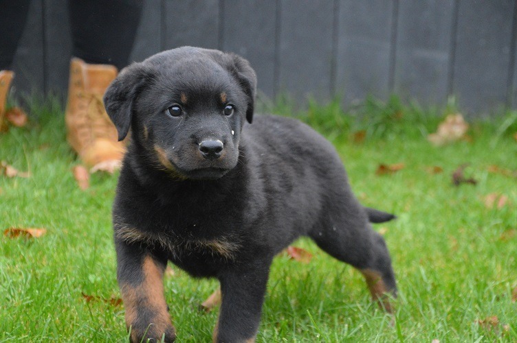 Reinrassige Rottweiler welpen mit ADRK papieren