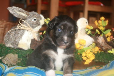 Australian Shepherd Welpen 