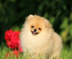 mini pomeranian hund