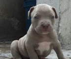 pitbull blue nose welpen