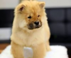 chow chow preis