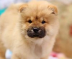 chow chow welpe kaufen