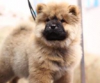 chow chow züchter österreich