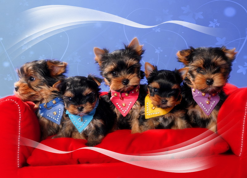    Yorkshire Terrier Welpen 