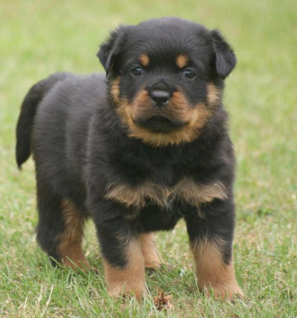 Reinrassige Rottweiler mit ADRK Papieren