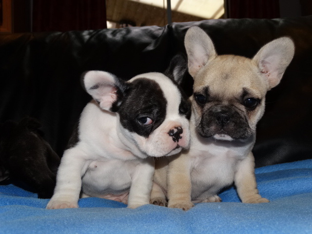 Typvolle Französische Bulldoggen Welpen in der Familie aufgezogen