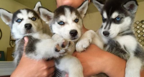 Entzückende Husky-Welpen kostenlos Annahme.